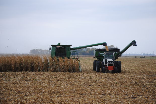 Combining corn